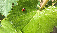 ladybug on a vine leaf